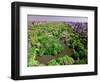 Aerial view of Central Park in spring near Columbus Circle in Manhattan, New York City, New York-null-Framed Photographic Print