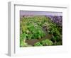 Aerial view of Central Park in spring near Columbus Circle in Manhattan, New York City, New York-null-Framed Photographic Print