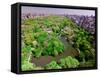 Aerial view of Central Park in spring near Columbus Circle in Manhattan, New York City, New York-null-Framed Stretched Canvas