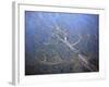 Aerial View of Coastal Landscape at Low Tide with Channels and Pools, Hallig, Germany, April 2009-Novák-Framed Photographic Print