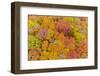 Aerial view of colorful trees in forest, Stephen A. Forbes State Park, Marion Co., Illinois, USA-Panoramic Images-Framed Photographic Print