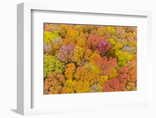 Aerial view of colorful trees in forest, Stephen A. Forbes State Park, Marion Co., Illinois, USA-Panoramic Images-Framed Photographic Print