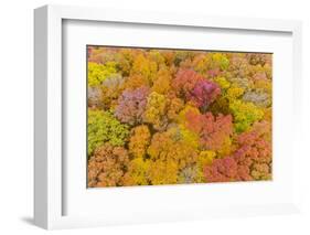 Aerial view of colorful trees in forest, Stephen A. Forbes State Park, Marion Co., Illinois, USA-Panoramic Images-Framed Photographic Print