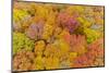 Aerial view of colorful trees in forest, Stephen A. Forbes State Park, Marion Co., Illinois, USA-Panoramic Images-Mounted Photographic Print