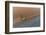 Aerial view of combine-harvester in field, Marion Co,. Illinois, USA-Panoramic Images-Framed Photographic Print