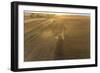 Aerial view of combine harvesting corn field at sunset, Marion County, Illinois-Richard & Susan Day-Framed Photographic Print