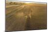 Aerial view of combine harvesting corn field at sunset, Marion County, Illinois-Richard & Susan Day-Mounted Photographic Print