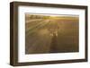 Aerial view of combine harvesting corn field at sunset, Marion County, Illinois-Richard & Susan Day-Framed Photographic Print