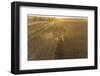 Aerial view of combine harvesting corn field at sunset, Marion County, Illinois-Richard & Susan Day-Framed Photographic Print