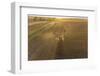 Aerial view of combine harvesting corn field at sunset, Marion County, Illinois-Richard & Susan Day-Framed Photographic Print