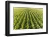 Aerial view of corn field, Marion County, Illinois-Richard & Susan Day-Framed Photographic Print