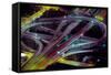 Aerial view of Dan Ryan Expressway and Eisenhower Expressway intersection in Chicago, Cook Count...-null-Framed Stretched Canvas
