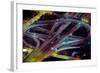 Aerial view of Dan Ryan Expressway and Eisenhower Expressway intersection in Chicago, Cook Count...-null-Framed Photographic Print