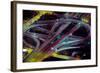 Aerial view of Dan Ryan Expressway and Eisenhower Expressway intersection in Chicago, Cook Count...-null-Framed Photographic Print