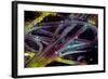Aerial view of Dan Ryan Expressway and Eisenhower Expressway intersection in Chicago, Cook Count...-null-Framed Photographic Print