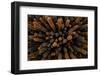 Aerial view of dense stand of Lava cactus, Galapagos Islands-Lucas Bustamante-Framed Photographic Print
