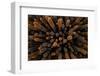Aerial view of dense stand of Lava cactus, Galapagos Islands-Lucas Bustamante-Framed Photographic Print