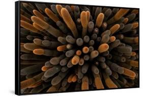 Aerial view of dense stand of Lava cactus, Galapagos Islands-Lucas Bustamante-Framed Stretched Canvas