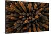 Aerial view of dense stand of Lava cactus, Galapagos Islands-Lucas Bustamante-Stretched Canvas
