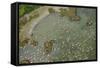 Aerial View of European Flamingo Flock in Flight, Bahía De Cádiz Np, Cádiz, Andalusia, Spain-López-Framed Stretched Canvas