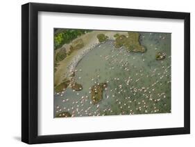 Aerial View of European Flamingo Flock in Flight, Bahía De Cádiz Np, Cádiz, Andalusia, Spain-López-Framed Photographic Print