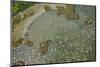 Aerial View of European Flamingo Flock in Flight, Bahía De Cádiz Np, Cádiz, Andalusia, Spain-López-Mounted Photographic Print