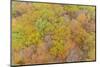 Aerial view of fall color, Marion County, Illinois-Richard & Susan Day-Mounted Photographic Print