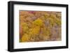 Aerial view of fall color trees Stephen A. Forbes State Park. Marion County, Illinois, USA.-Richard & Susan Day-Framed Photographic Print