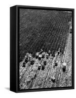 Aerial View of Farm Workers Harvesting Onion Crop-Margaret Bourke-White-Framed Stretched Canvas