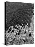 Aerial View of Farm Workers Harvesting Onion Crop-Margaret Bourke-White-Stretched Canvas