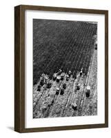 Aerial View of Farm Workers Harvesting Onion Crop-Margaret Bourke-White-Framed Photographic Print