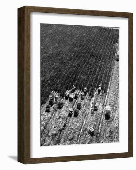 Aerial View of Farm Workers Harvesting Onion Crop-Margaret Bourke-White-Framed Photographic Print