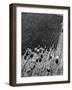 Aerial View of Farm Workers Harvesting Onion Crop-Margaret Bourke-White-Framed Photographic Print