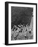 Aerial View of Farm Workers Harvesting Onion Crop-Margaret Bourke-White-Framed Photographic Print