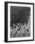 Aerial View of Farm Workers Harvesting Onion Crop-Margaret Bourke-White-Framed Photographic Print