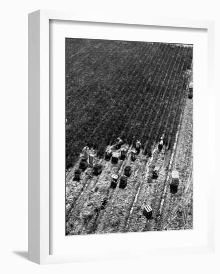 Aerial View of Farm Workers Harvesting Onion Crop-Margaret Bourke-White-Framed Photographic Print