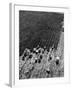 Aerial View of Farm Workers Harvesting Onion Crop-Margaret Bourke-White-Framed Photographic Print