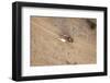 Aerial View of Farmer on Dirt Road in Bagan, Myanmar-Harry Marx-Framed Photographic Print