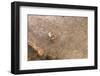 Aerial View of Farmer Working on a Field in Bagan, Myanmar-Harry Marx-Framed Photographic Print