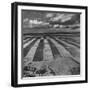 Aerial View of Farmland-Stan Wayman-Framed Photographic Print