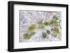 Aerial view of forest in winter, Marion Co., Illinois, USA-Panoramic Images-Framed Photographic Print