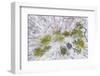 Aerial view of forest in winter, Marion Co., Illinois, USA-Panoramic Images-Framed Photographic Print