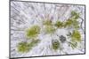 Aerial view of forest in winter, Marion Co., Illinois, USA-Panoramic Images-Mounted Photographic Print
