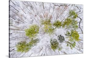 Aerial view of forest in winter, Marion Co., Illinois, USA-Panoramic Images-Stretched Canvas