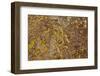 Aerial View of Forsinard Flows Blanket Bog, Forsinard, Caithness, Scotland, UK, May 2012-Peter Cairns-Framed Photographic Print