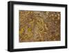 Aerial View of Forsinard Flows Blanket Bog, Forsinard, Caithness, Scotland, UK, May 2012-Peter Cairns-Framed Photographic Print