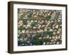 Aerial View of Georgetown, Guyana-Keren Su-Framed Photographic Print