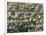 Aerial View of Georgetown, Guyana-Keren Su-Framed Photographic Print