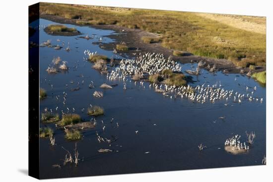 Aerial View of Great White Pelicans (Pelecanus Onocrotalus), Okavango Delta, Botswana, Africa-Sergio Pitamitz-Stretched Canvas