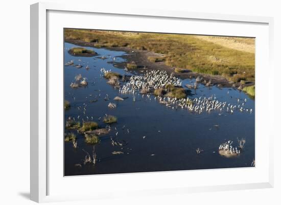 Aerial View of Great White Pelicans (Pelecanus Onocrotalus), Okavango Delta, Botswana, Africa-Sergio Pitamitz-Framed Photographic Print